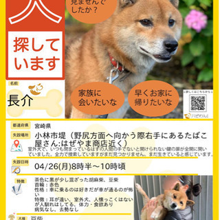 ※誘拐の可能性あり！豆柴オス12才探してます！