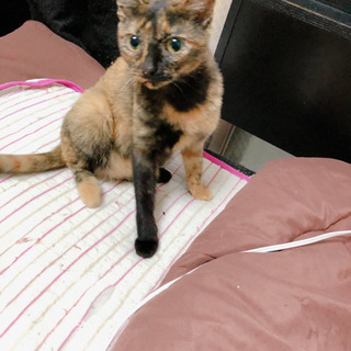 サビ猫成猫子猫長毛の子もいます