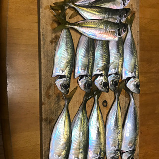 釣り友募集してます！
