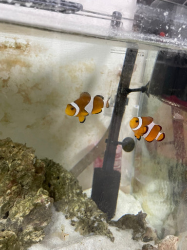 水槽＆水槽台丸ごと 海水魚