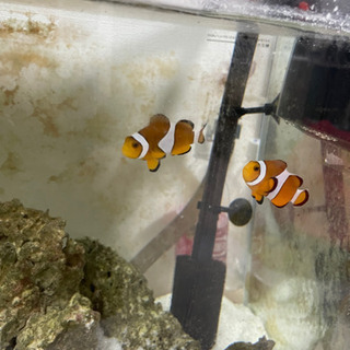 水槽＆水槽台丸ごと 海水魚