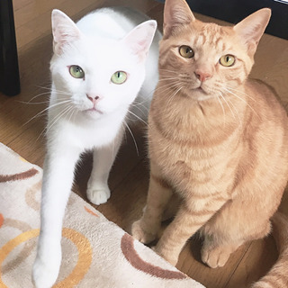 3歳8ヶ月の茶トラの男の子(3匹中の1匹)里親募集してます！ - 猫