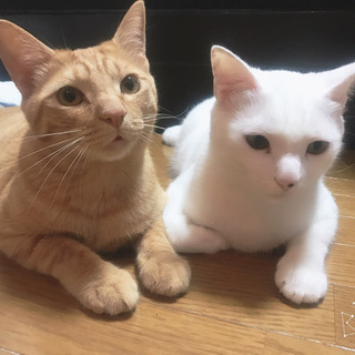 3歳8ヶ月の茶トラの男の子(3匹中の1匹)里親募集してます！ − 茨城県