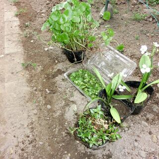 ◉４種類自家栽培★水草（面高、ウオーター、ルドウィジア、フロピー...