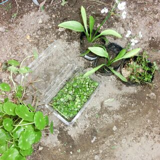 ◉４種類自家栽培★水草（面高、ウオーター、ルドウィジア、フロピー浮き草）🌟画像ではポット植えですが、( 終ってしましたので、ビニール袋入りになります)の画像