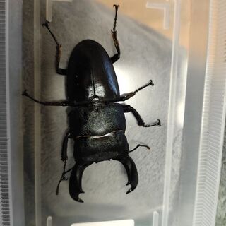 カブクワ好きな方