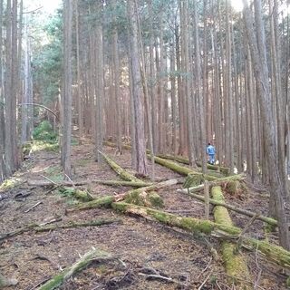 ☆1坪あたり187円！☆1万坪以上の「山林」を216万円でお譲りします！ - 土地販売/土地売買