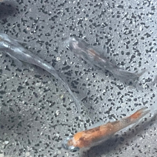 紅凛メダカの卵10-20