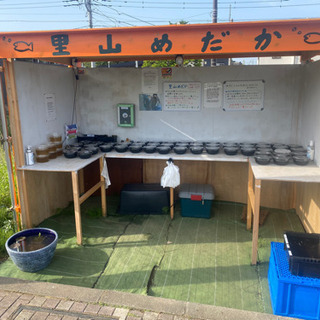メダカ＆ミジンコ　無人販売所　里山めだか　5/10出店