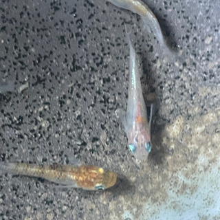 小豆超新星メダカの卵10-20