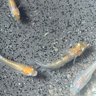 小豆超新星メダカの卵10-20の画像