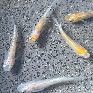 小豆超新星メダカの卵10-20の画像