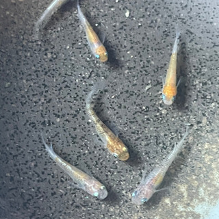 小豆超新星メダカの卵10-20の画像