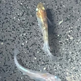 小豆超新星メダカの卵10-20の画像