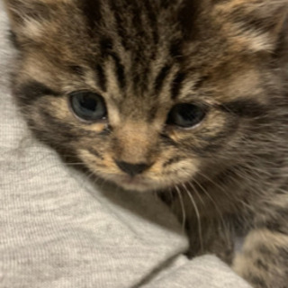 子猫ちゃん