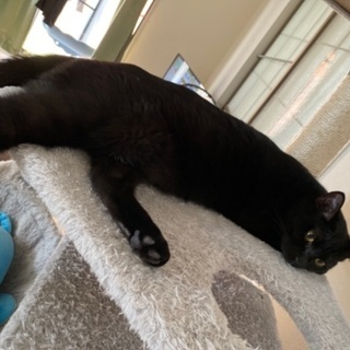 兄妹猫です。どなたか助けて下さい！！