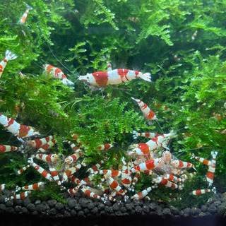 休止中【全国配送対応◎】レッドビーシュリンプ 🦐