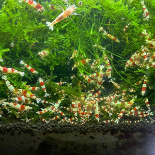 休止中【全国配送対応◎】レッドビーシュリンプ 🦐の画像
