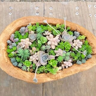 多肉植物＋流木加工鉢　No8