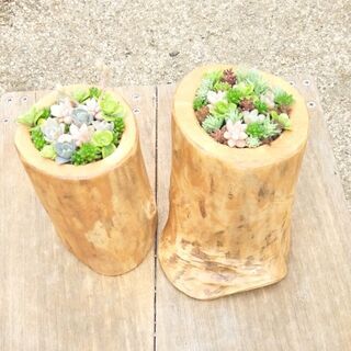 多肉植物＋流木加工鉢　No11