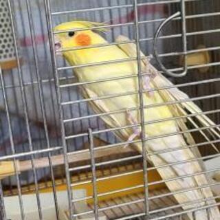 オカメインコ商談中につき一旦終了