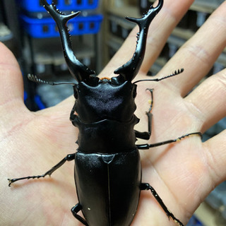 【お取引き先様決定】ギラファノコギリクワガタ　106.3㎜　♂単...