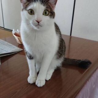 10か月のオスネコです