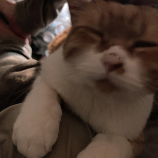 暇にゃんです。