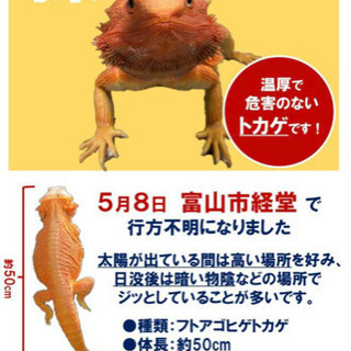 行方不明の蜥蜴探し