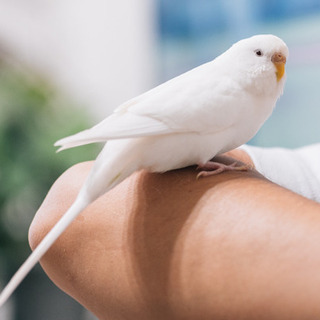 脱走したインコを探しています。