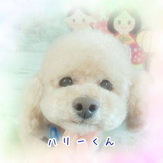里親を探しています。