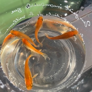 メダカ成魚　楊貴妃　みゆきフルボディの画像