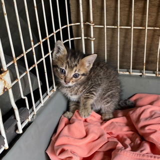 迷い子猫3兄弟