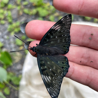 高尾山周辺での昆虫採集 - その他