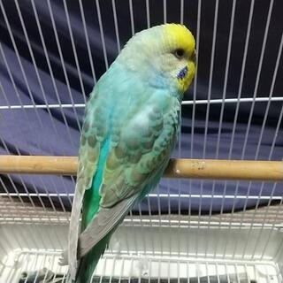 セキセイインコ(ほぼ決定致しました。募集を終了致します。) - 新潟市