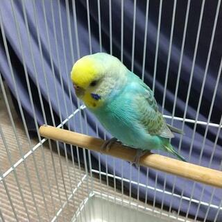 セキセイインコ(ほぼ決定致しました。募集を終了致します。) - その他