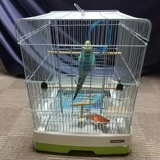 セキセイインコ(ほぼ決定致しました。募集を終了致します。) − 新潟県