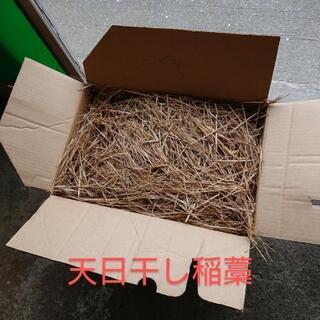 天日干し稲藁 