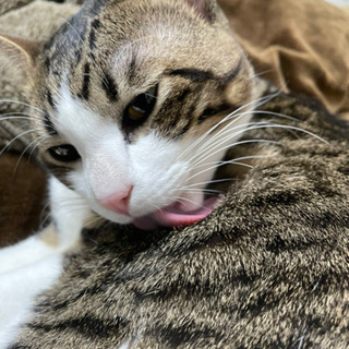 ☆交渉中☆可愛くて元気な男の子の子猫