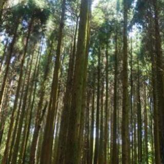 山林の杉の木　ヒノキを売ってください。