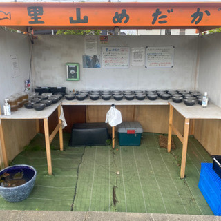 メダカとミジンコ　無人販売所　里山めだか　5/11出品