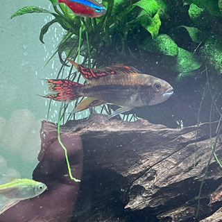 アピストグラマ　カカトイデスダブルレッド稚魚　５匹