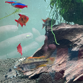 アピストグラマ　カカトイデスダブルレッド稚魚　５匹の画像