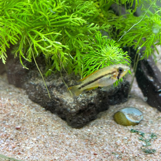 アピストグラマ　カカトイデスダブルレッド稚魚　５匹の画像