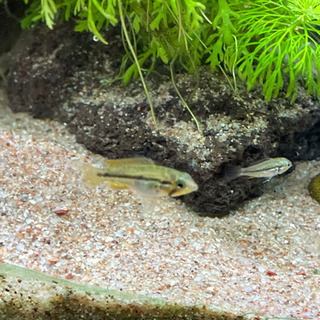 アピストグラマ　カカトイデスダブルレッド稚魚　５匹の画像