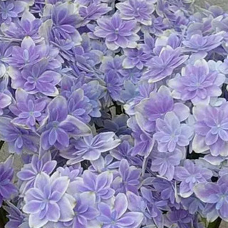 期間・数量限定⭐︎ 紫陽花の切花いろいろ　瓶付で。の画像