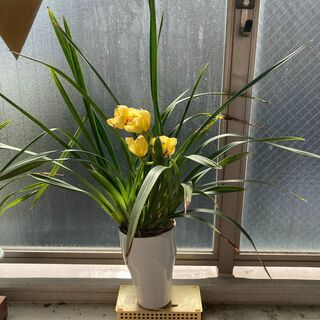 シンビジュームの鉢植え等、差し上げます！