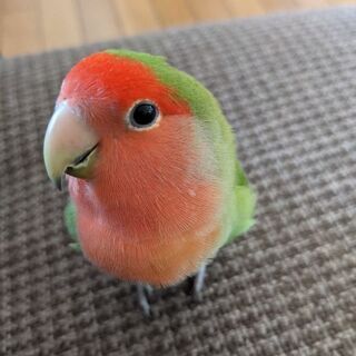松阪市嬉野町でコザクラインコが迷子になりました。