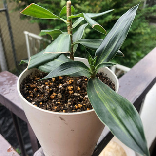 ドラセナの画像