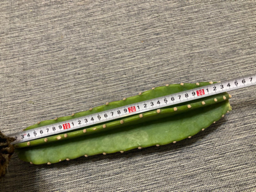 柱サボテンA約33センチ鬼面角棘なし